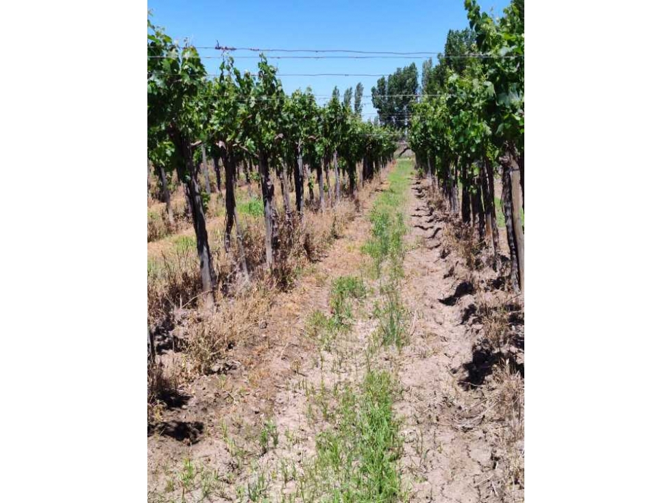 VENTA DE FINCA 4,8 HAS EN LAS VIOLETAS, LAVALLE- MENDOZA. - 2