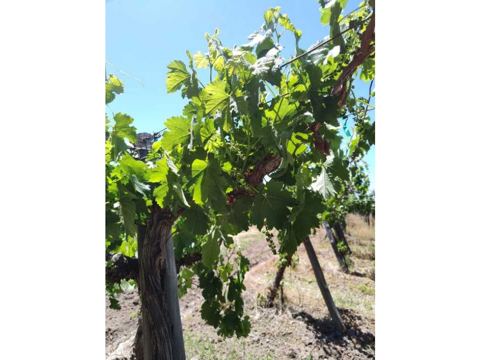VENTA DE FINCA 4,8 HAS EN LAS VIOLETAS, LAVALLE- MENDOZA. - 3