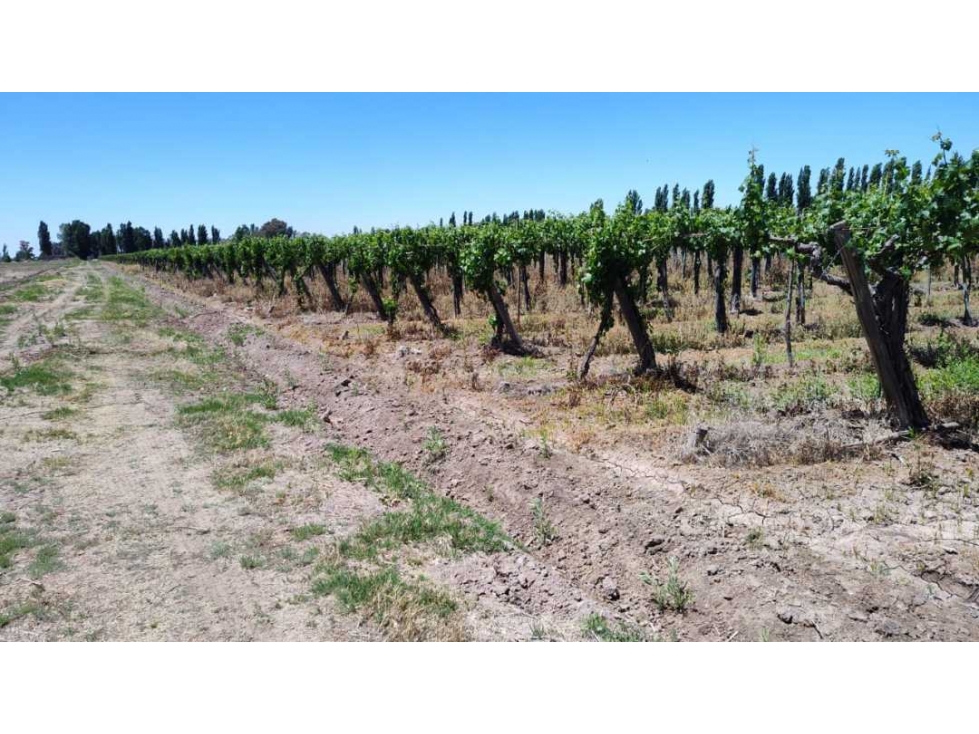 VENTA DE FINCA 4,8 HAS EN LAS VIOLETAS, LAVALLE- MENDOZA. - 4