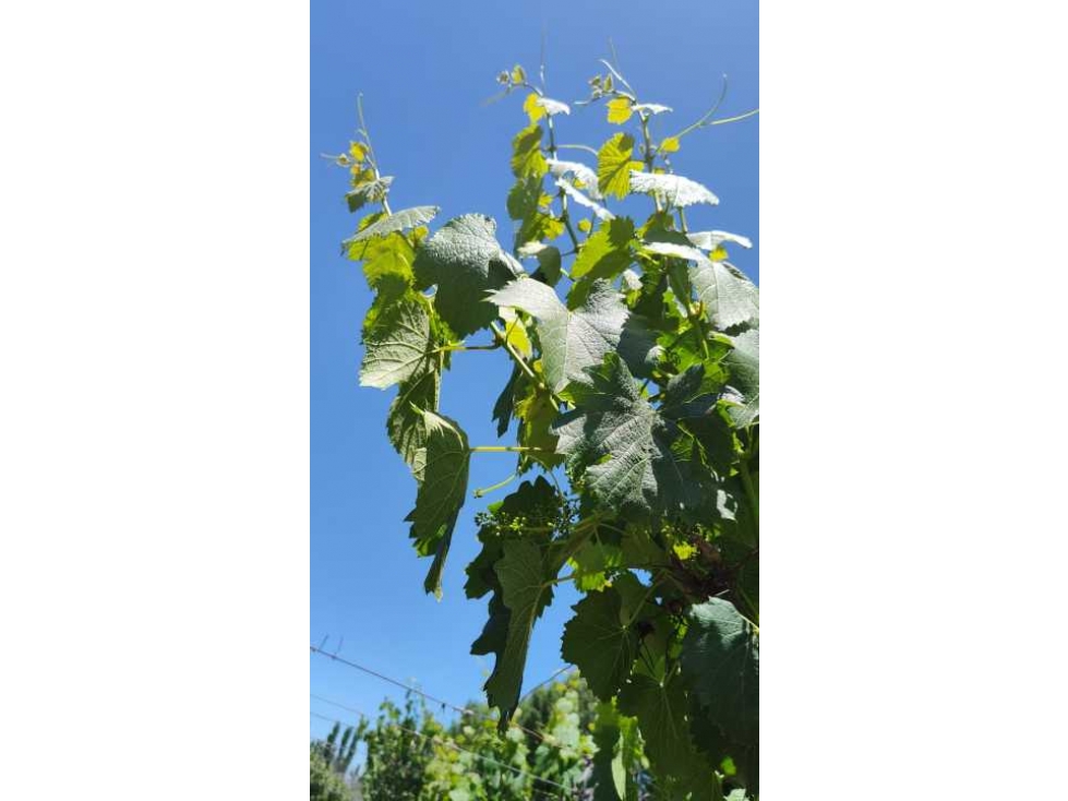 VENTA DE FINCA 4,8 HAS EN LAS VIOLETAS, LAVALLE- MENDOZA. - 5