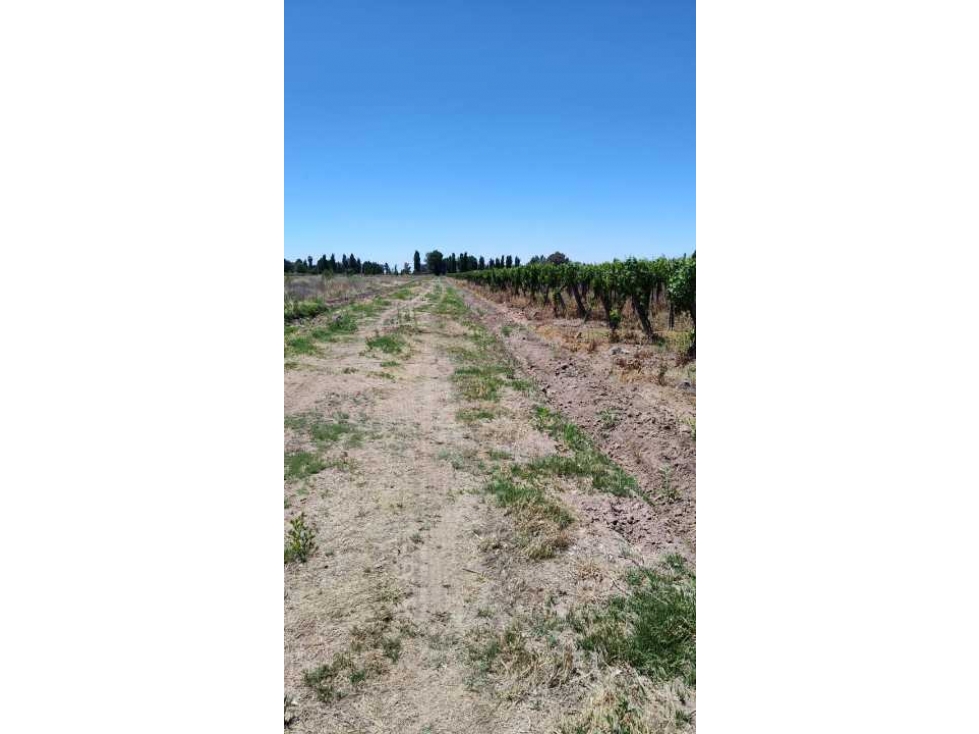 VENTA DE FINCA 4,8 HAS EN LAS VIOLETAS, LAVALLE- MENDOZA. - 6