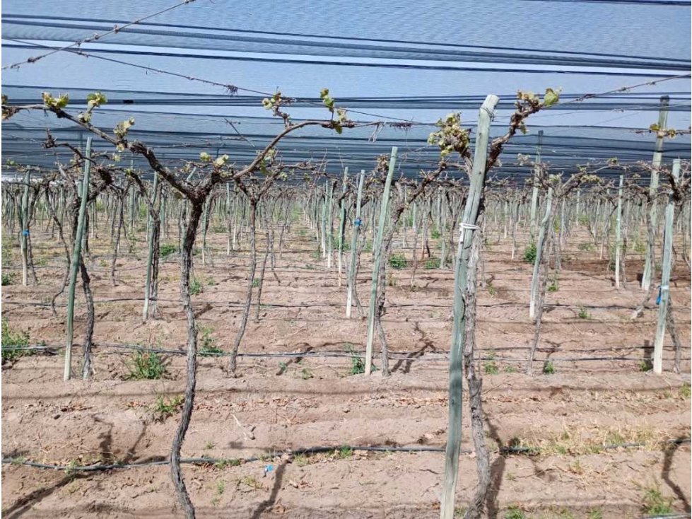 VENTA DE FINCA 50 HAS EN EL MARCADO- SANTA ROSA - 1