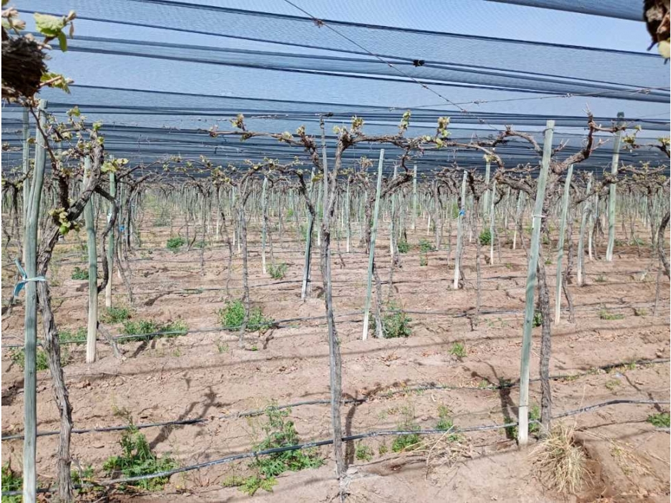 VENTA DE FINCA 50 HAS EN EL MARCADO- SANTA ROSA - 2