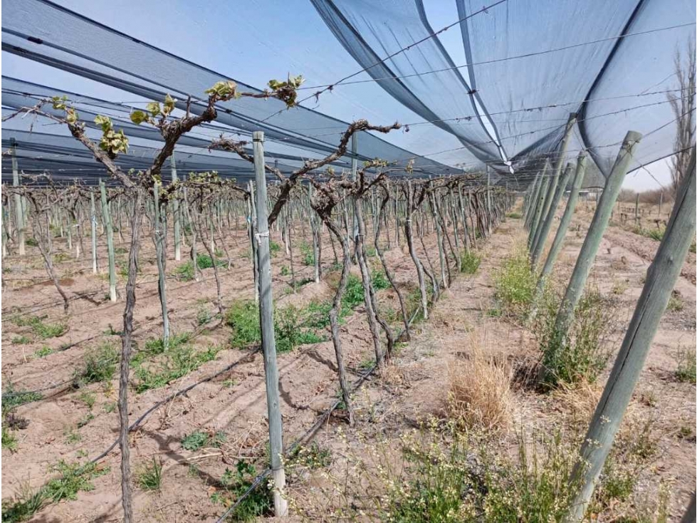 VENTA DE FINCA 50 HAS EN EL MARCADO- SANTA ROSA - 3