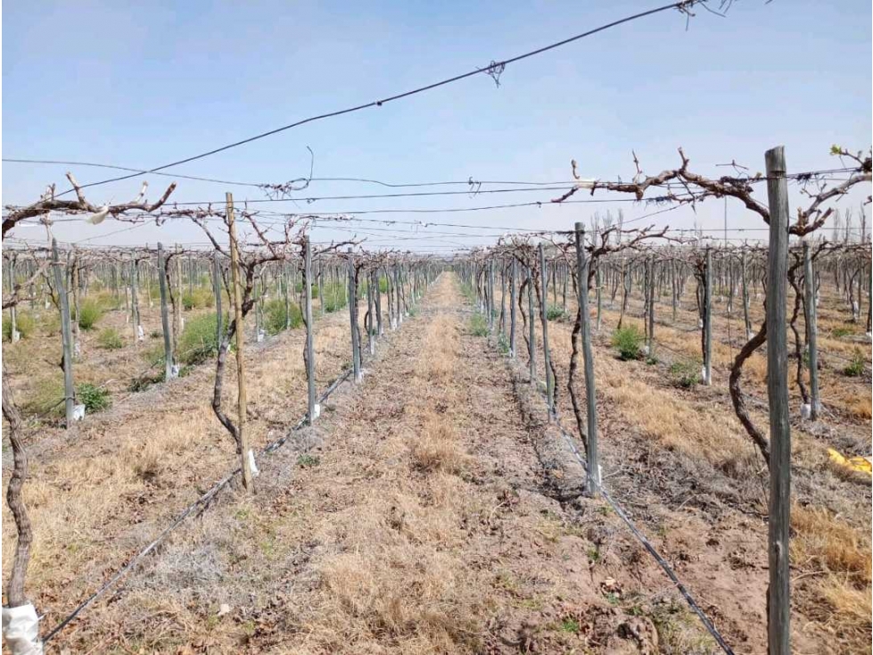 VENTA DE FINCA 50 HAS EN EL MARCADO- SANTA ROSA - 4
