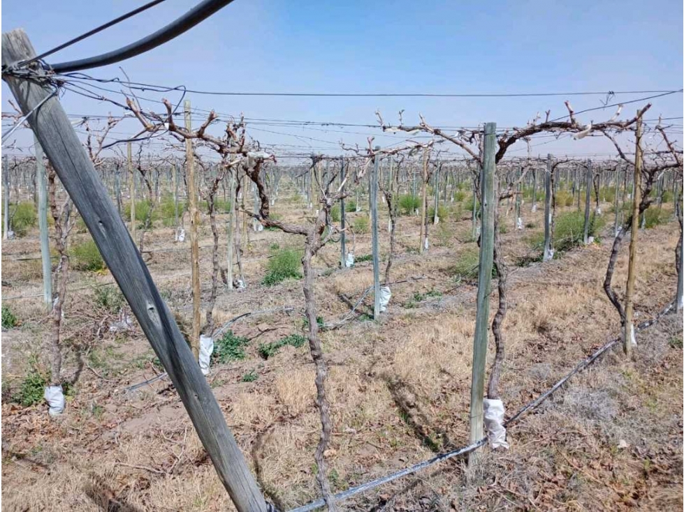 VENTA DE FINCA 50 HAS EN EL MARCADO- SANTA ROSA - 5