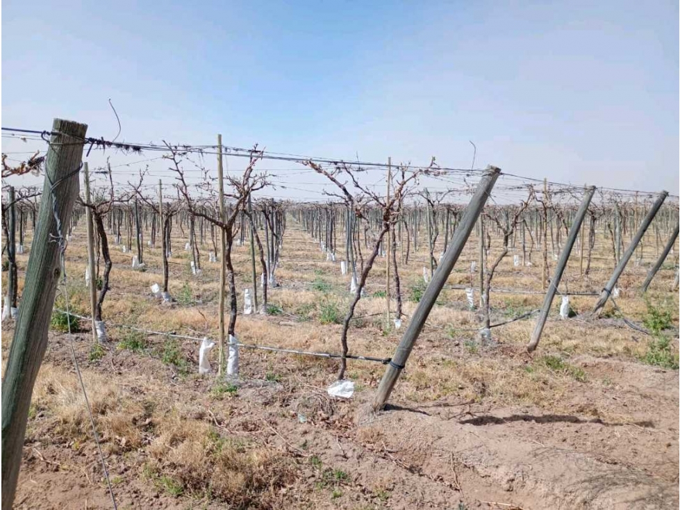 VENTA DE FINCA 50 HAS EN EL MARCADO- SANTA ROSA - 6