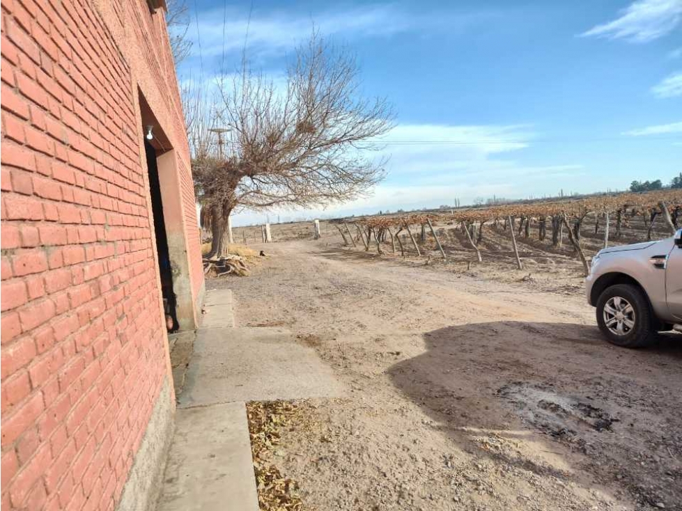 VENTA DE FINCA 50 HAS EN EL MIRADOR, RIVADAVIA, MZA . - 2