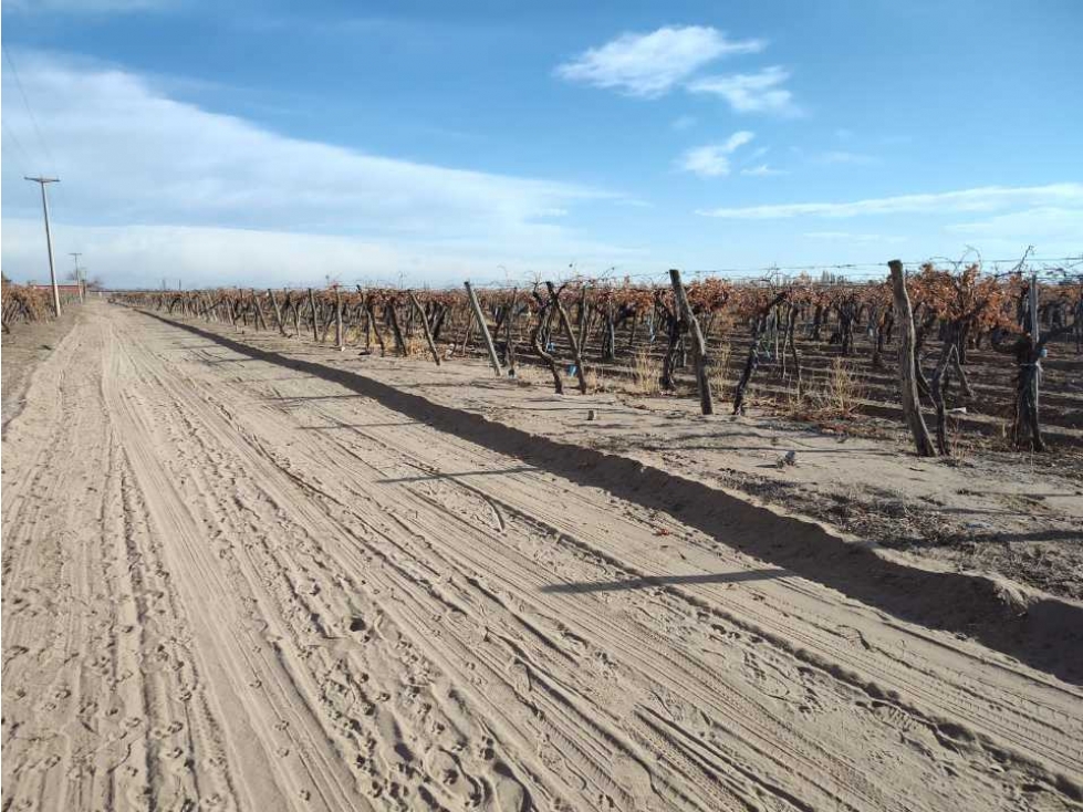 VENTA DE FINCA 50 HAS EN EL MIRADOR, RIVADAVIA, MZA . - 3