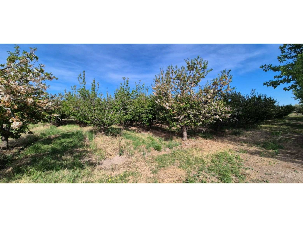 VENTA DE FINCA 6.15 HAS - ING. GIAGNONI, JUNIN - 3