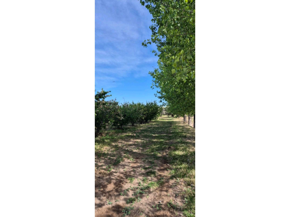 VENTA DE FINCA 6.15 HAS - ING. GIAGNONI, JUNIN - 4