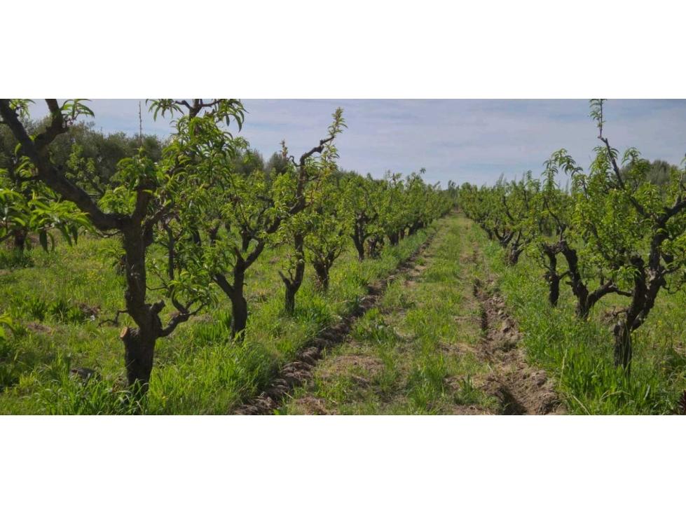 VENTA DE FINCA 6.15 HAS - ING. GIAGNONI, JUNIN - 5