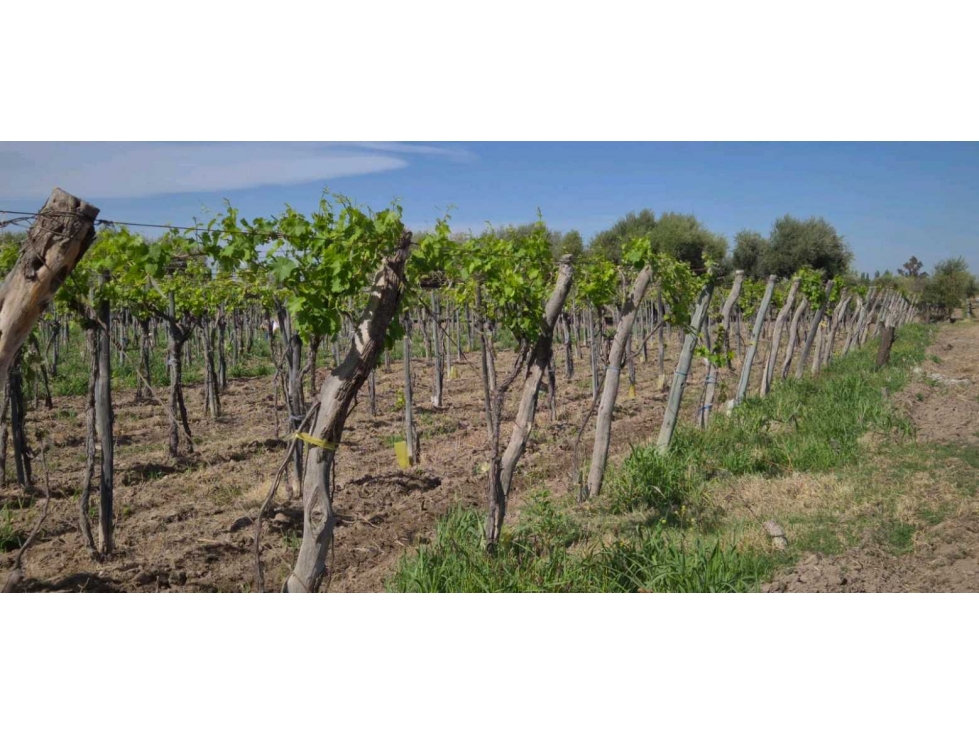 VENTA DE FINCA 6.15 HAS - ING. GIAGNONI, JUNIN - 6