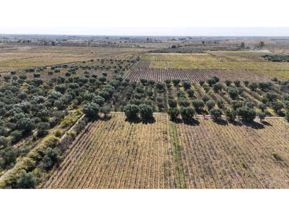 VENTA DE FINCA 63 HAS - EL ESPINO, SAN MARTIN , MENDOZA - 4