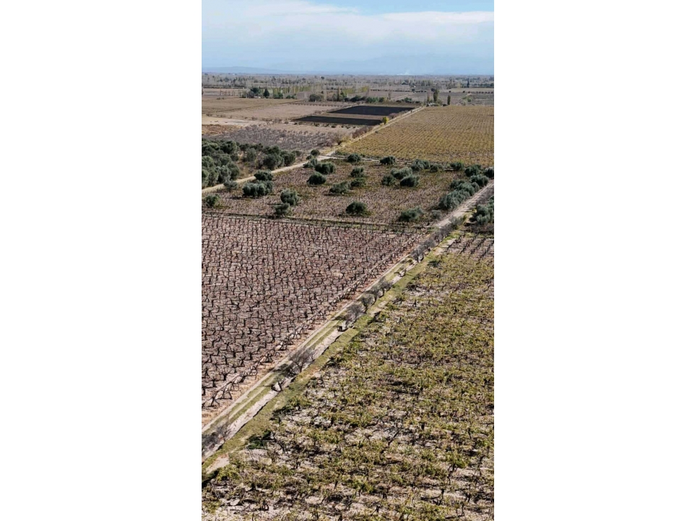 VENTA DE FINCA 63 HAS - EL ESPINO, SAN MARTIN , MENDOZA - 5