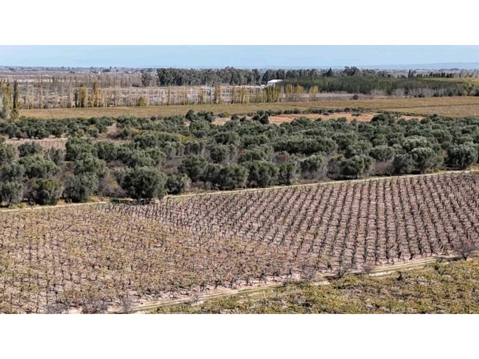 VENTA DE FINCA 63 HAS - EL ESPINO, SAN MARTIN , MENDOZA - 6