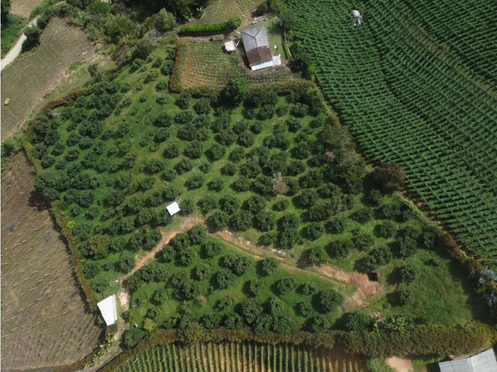 VENTA DE FINCA AGUACATERA EN SAN VICENTE — foto 2