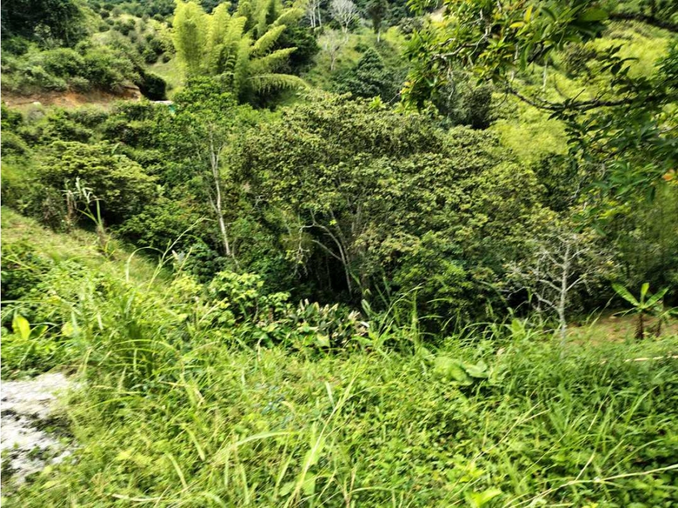 VENTA DE FINCA BUENAVISTA QUINDIO - 4