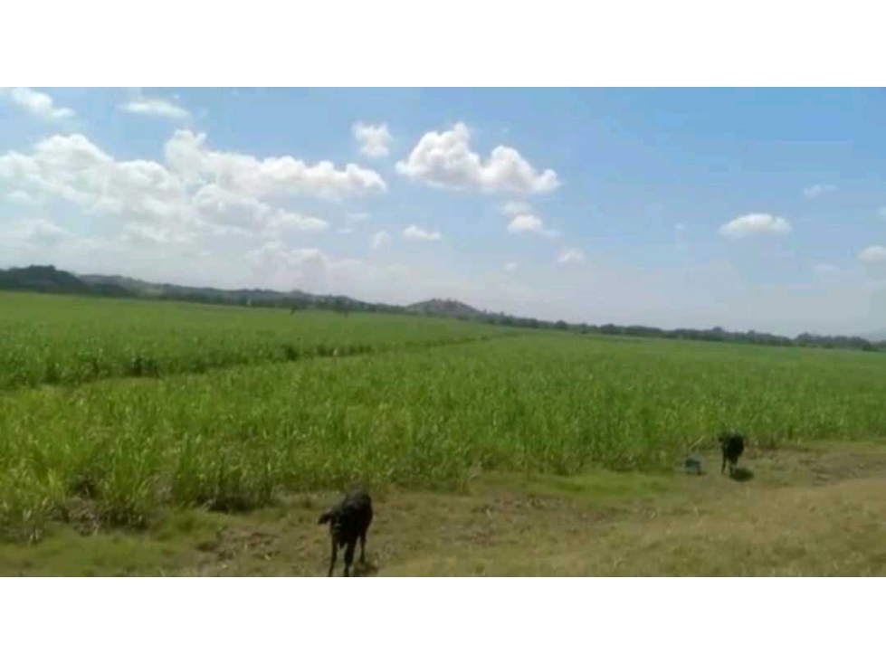 Venta de finca cañera cerca a La Victoria Valle del Cauca - 2
