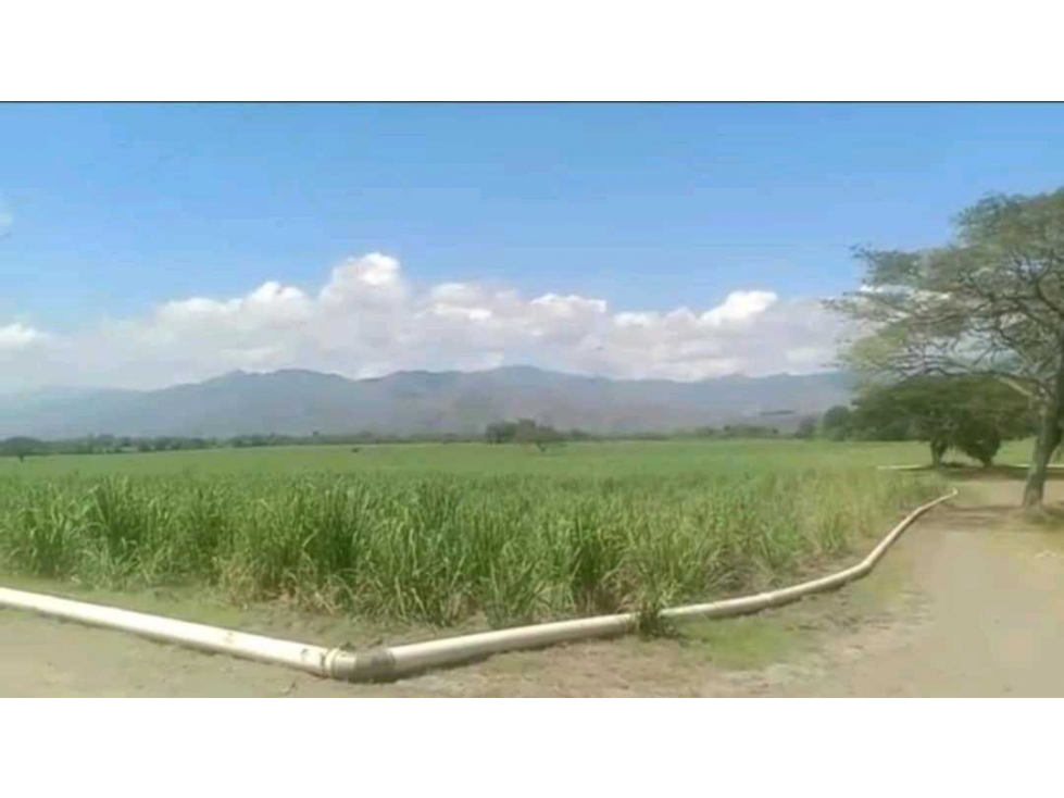 Venta de finca cañera cerca a La Victoria Valle del Cauca - 3