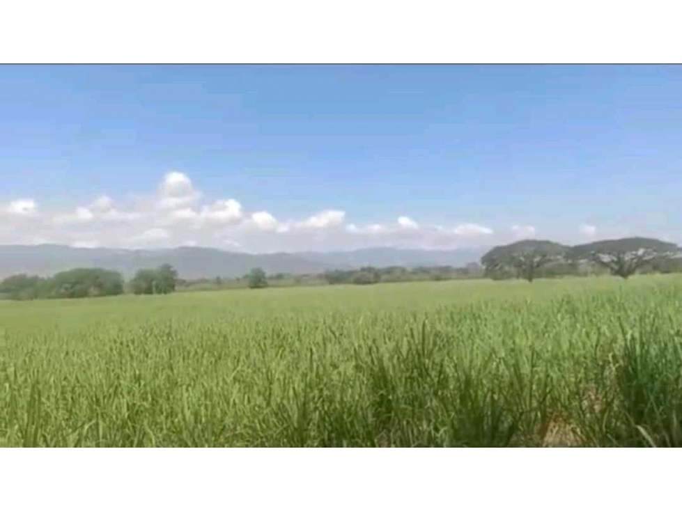 Venta de finca cañera cerca a La Victoria Valle del Cauca - 4