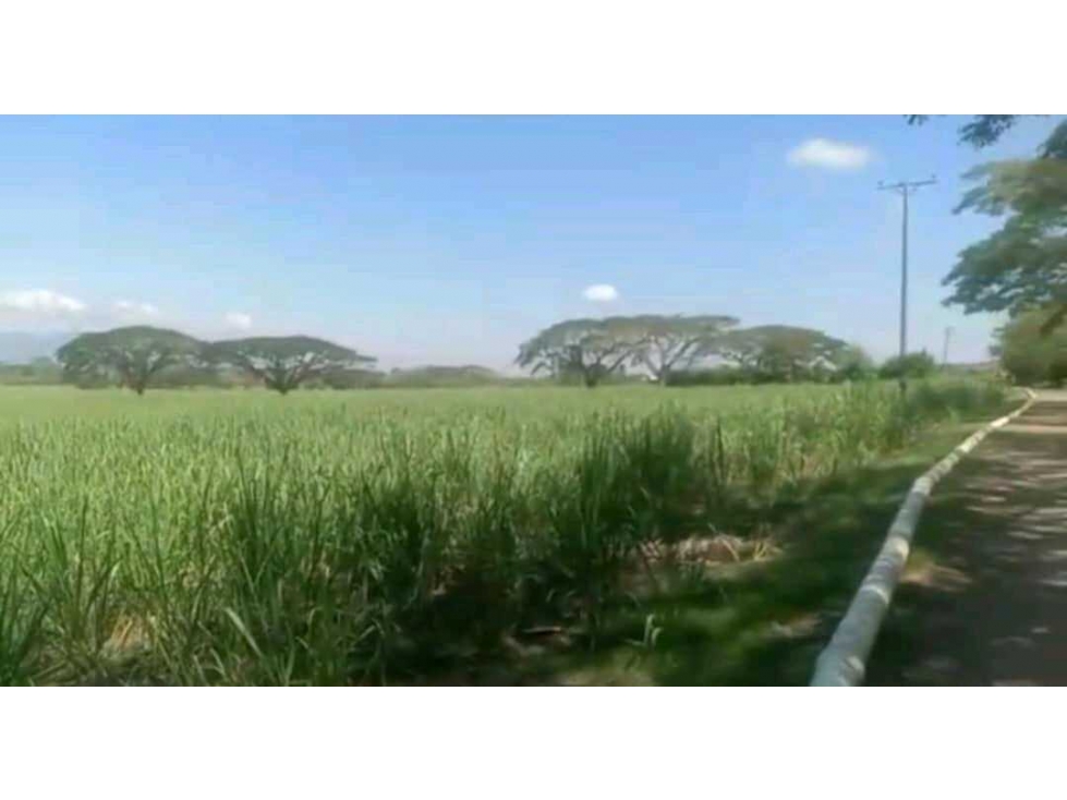 Venta de finca cañera cerca a La Victoria Valle del Cauca - 5