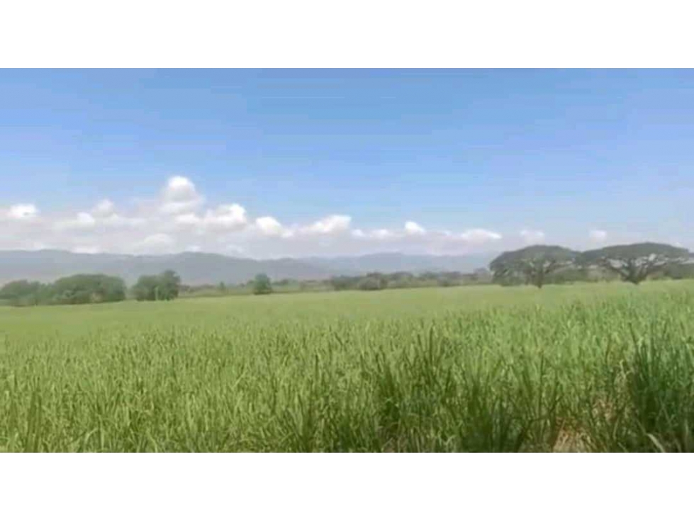 Venta de finca cañera cerca a La Victoria Valle del Cauca - 6