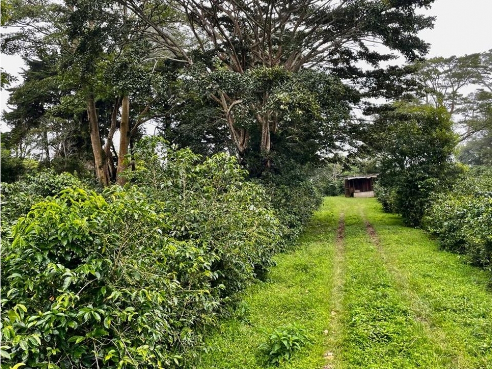 Se vende Finca de Cafe Boquete Chiriqui