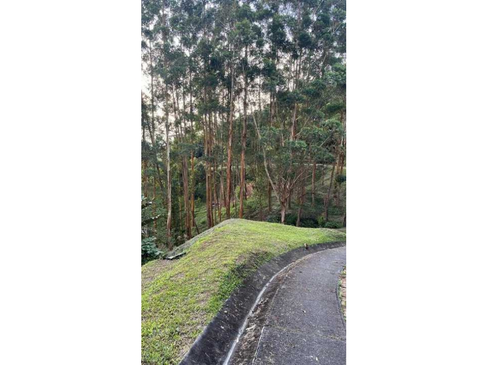 VENTA DE FINCA CAFETERA EN MANIZALES CALDAS - 3