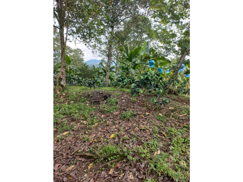VENTA DE FINCA CORDOBA QUINDIO - 2