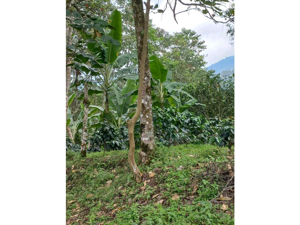 VENTA DE FINCA CORDOBA QUINDIO - 3