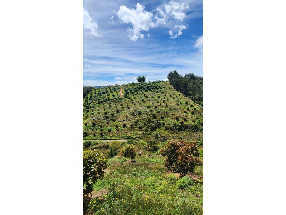 Venta de FINCA de AGUACATES Hass en San Vicente Ferrer — foto 4