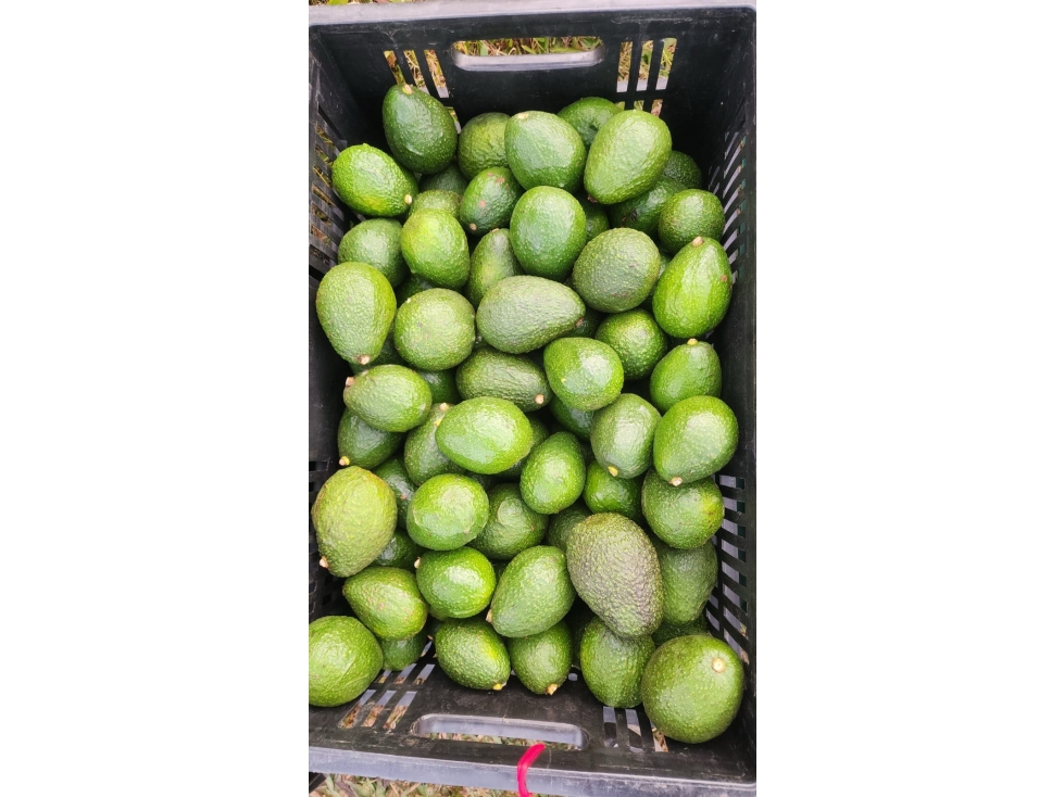 Venta de FINCA de AGUACATES Hass en San Vicente Ferrer — foto 5