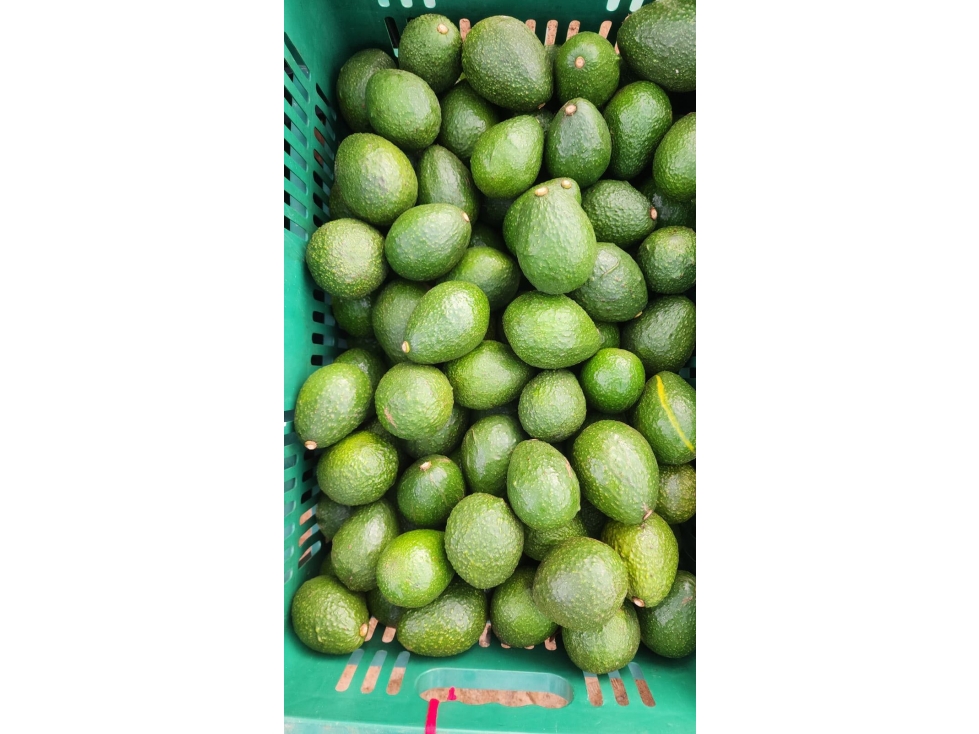 Venta de FINCA de AGUACATES Hass en San Vicente Ferrer — foto 6