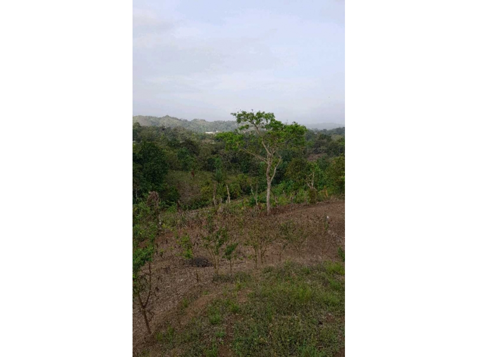 Venta de finca en Alcalde Díaz, Panamá.Cod-J133 - 4