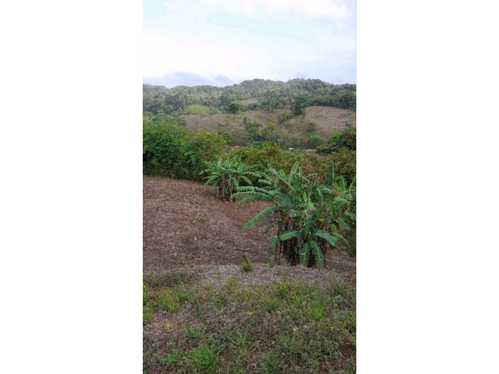 Venta de finca en Alcalde Díaz, Panamá.Cod-J133 - 5