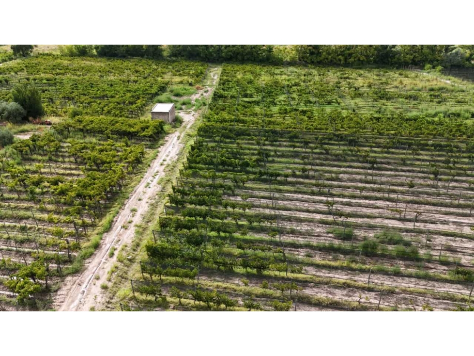 VENTA DE FINCA 4.7 HAS EN CALLEJON TORO- LA LIBERTAD , RIVADAVIA - 2