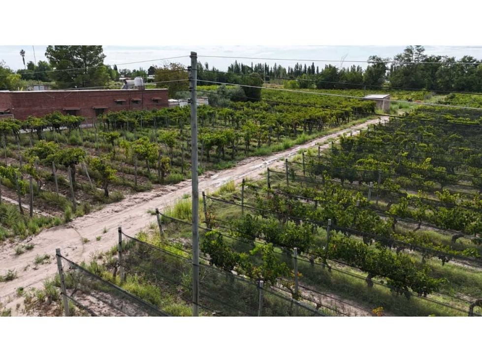 VENTA DE FINCA 4.7 HAS EN CALLEJON TORO- LA LIBERTAD , RIVADAVIA - 3