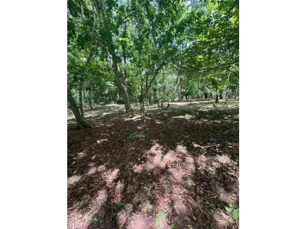 VENTA DE FINCA EN CALZADA LARGA CAIMITILLO - 1