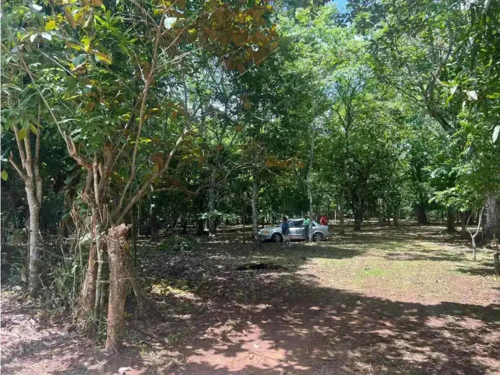 VENTA DE FINCA EN CALZADA LARGA CAIMITILLO - 3