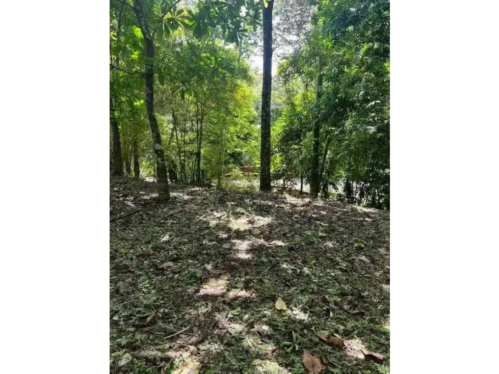 VENTA DE FINCA EN CALZADA LARGA CAIMITILLO - 5