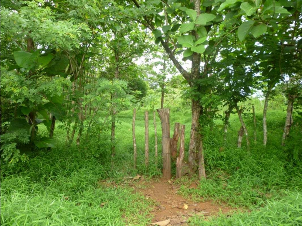 VENTA DE FINCA EN COLON EN ESCOBAL COSTA ABAJO DE PROVINCIA DE COLON - 3