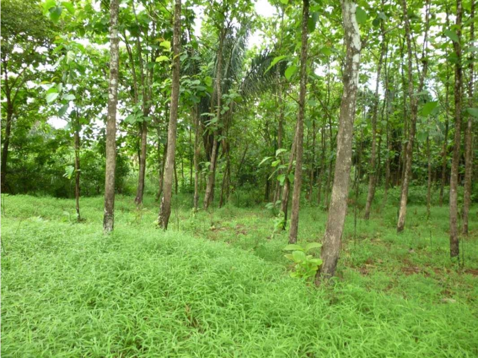 VENTA DE FINCA EN COLON EN ESCOBAL COSTA ABAJO DE PROVINCIA DE COLON - 5