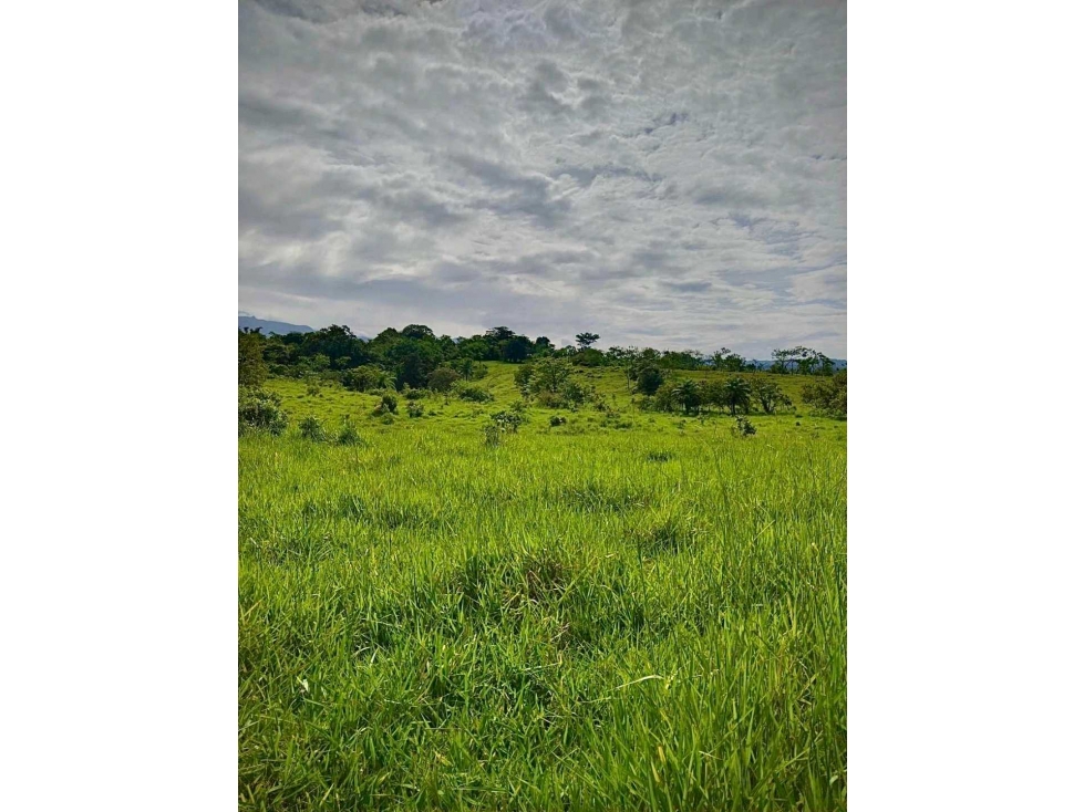VENTA DE FINCA EN GUALACA 5 HECTAREAS - 4