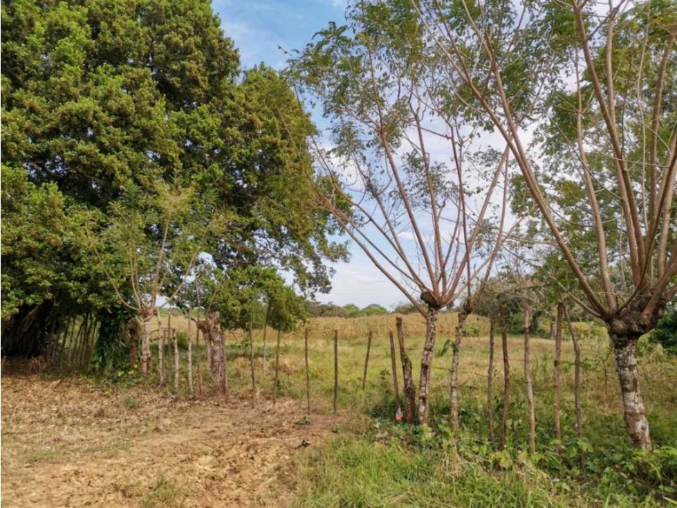 VENTA DE FINCA EN LAS CABEZAS DE PEDASI 17 HECTAREAS - 2