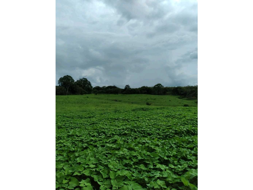 VENTA DE FINCA EN LAS CABEZAS DE PEDASI 17 HECTAREAS - 4