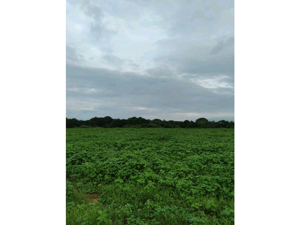 VENTA DE FINCA EN LAS CABEZAS DE PEDASI 17 HECTAREAS - 5