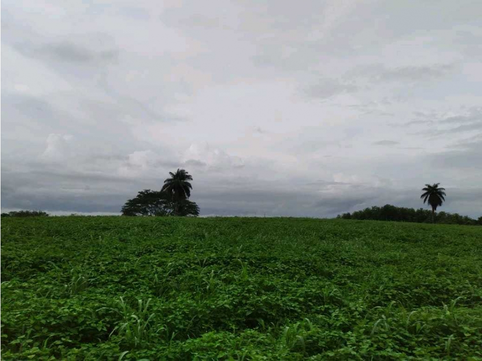 VENTA DE FINCA EN LAS CABEZAS DE PEDASI 17 HECTAREAS - 6
