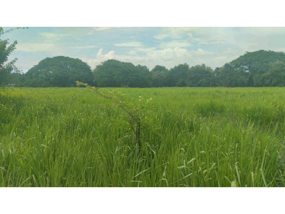 VENTA DE FINCA EN NATÁ PRECIO DE OPORTUNIDAD - 2