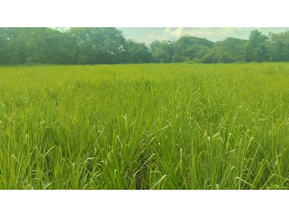 VENTA DE FINCA EN NATÁ PRECIO DE OPORTUNIDAD - 3